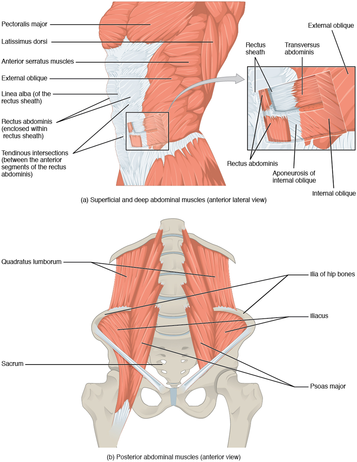 aching-muscles-remedies-remedy-for-sore-muscles-back-pain-remedies