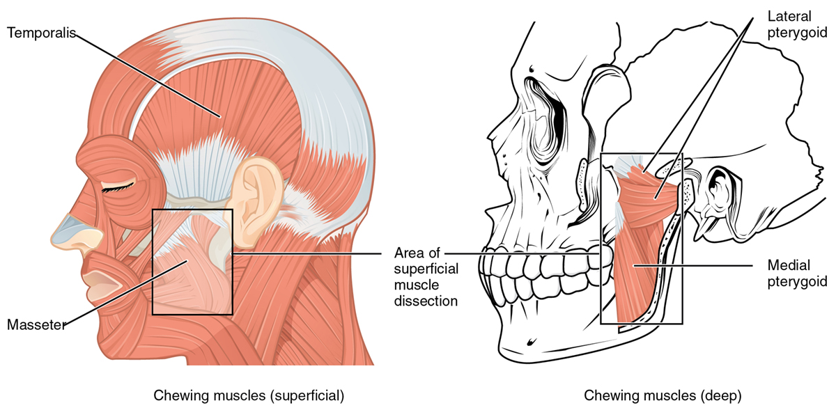 how-to-relax-jaw-muscles-general-center-steadyhealth