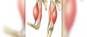Muscles worked by pull ups