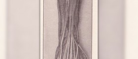 Muscular system facts