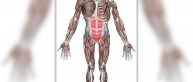 Muscular system functions