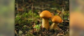 Mushrooms nutritional value