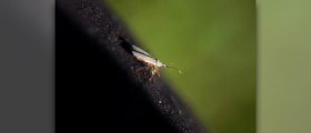 Mystery bug causes panic across China