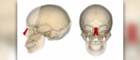 Nasal decongestant facts