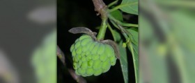 Natural herbs to lower blood sugar