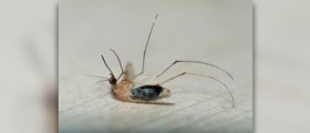Natural mosquito repellent: a natural barrier against mosquitoes