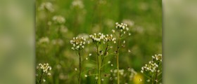 Natural treatments for postpartum hemorrhage - do they work?