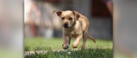 Natural way to get rid of fleas on dogs