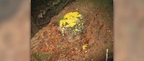 Natural way to get rid of mold