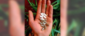 Naturopathy vs homeopathy