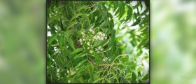 Neem oil benefits