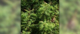 Neem oil facts and products