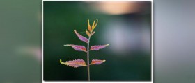 Neem oil for scabies