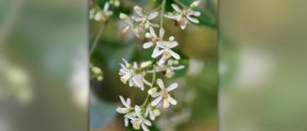 Neem oil - natural cure for eczema