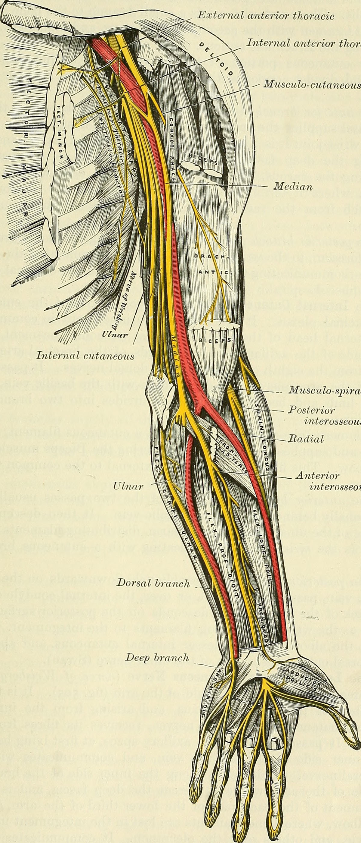 Nerve Damage In Arm Treatment At Home