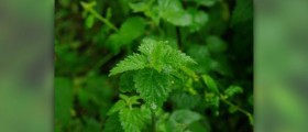 Nettle benefits