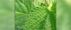 Nettle leaf benefits