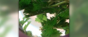 Nettle tea health benefits