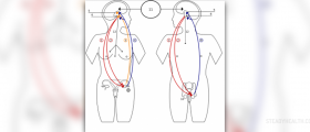 New studies on growth hormones