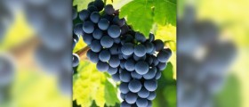 Nutritional value of grapes