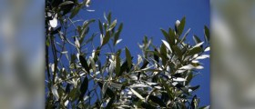 Olive leaf benefits
