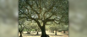 Olive oil calories