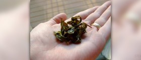 Oolong tea caffeine content