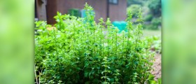 Oregano oil uses