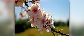 Organic almond oil