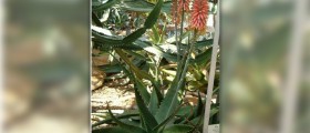 Organic aloe vera juice