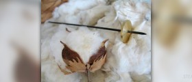 Organic cotton benefits