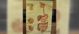 Organs of the digestive system