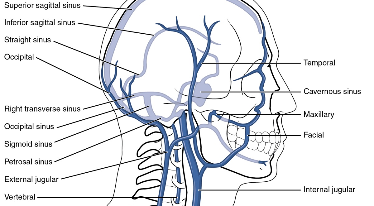 pain-in-jugular-vein-general-center-steadyhealth