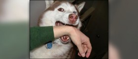 Painful dog bite