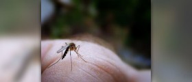 Painful insect bites