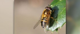 Painful wasp sting