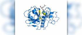 Papain enzyme facts