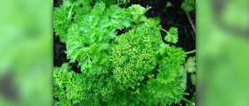 Parsley health benefits