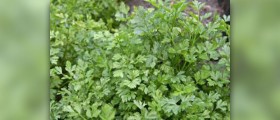 Parsley herb facts