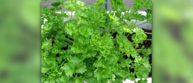 Parsley tea benefits