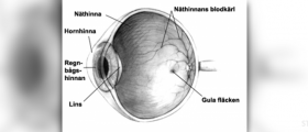 Parts of the human eye