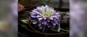 Passion flower side effects