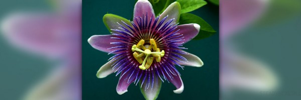 Anxiety treatment natural