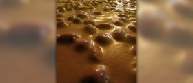 Peanut allergy: symptoms and causes