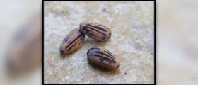 Pine nut oil side effects