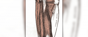 Piriformis stretches facts