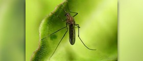 Plants that repel mosquitoes