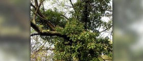 Poison ivy and home treatment