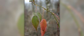 Poison ivy rash treatment