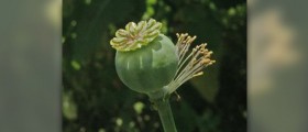 Poppy seeds nutrition facts